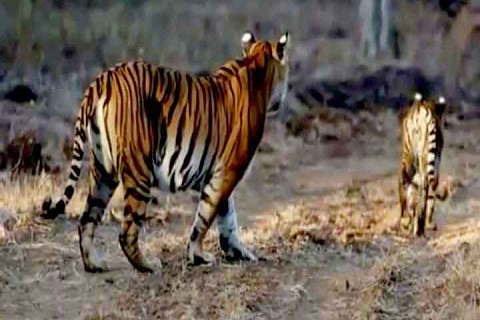 Chuka Pilibhit Tiger Reserve